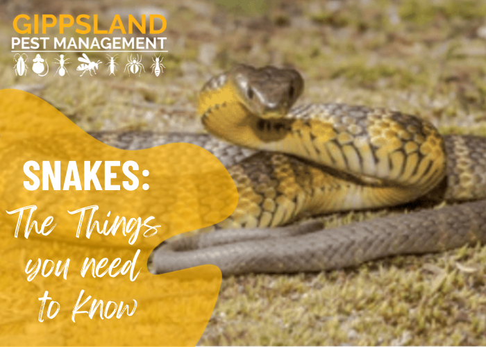 Things you need to know about Snakes