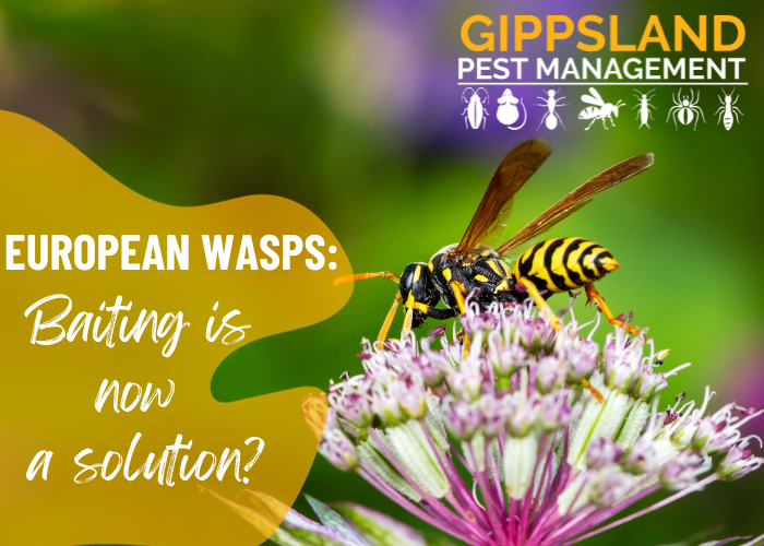 European Wasps, Baiting is now a solution?